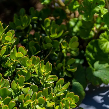 Sleep Among The Bananas! Rustic With Trails At Your Doorstep Casa de Férias Ponta do Sol (Madeira)