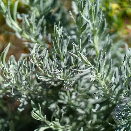 Casa de Férias Sleep Among The Bananas! Rustic With Trails At Your Doorstep Ponta do Sol (Madeira)