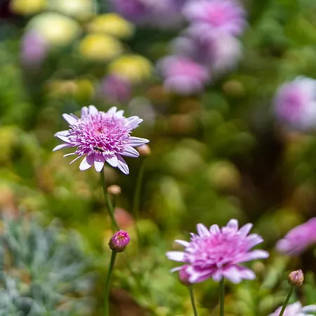 Sleep Among The Bananas! Rustic With Trails At Your Doorstep Vakantiehuis *