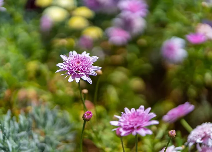 Sleep Among The Bananas! Rustic With Trails At Your Doorstep 度假居 *