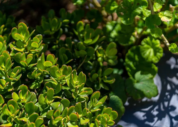 Sleep Among The Bananas! Rustic With Trails At Your Doorstep 度假居 蓬他达维托亚