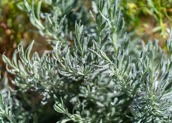 度假居 Sleep Among The Bananas! Rustic With Trails At Your Doorstep 蓬他达维托亚